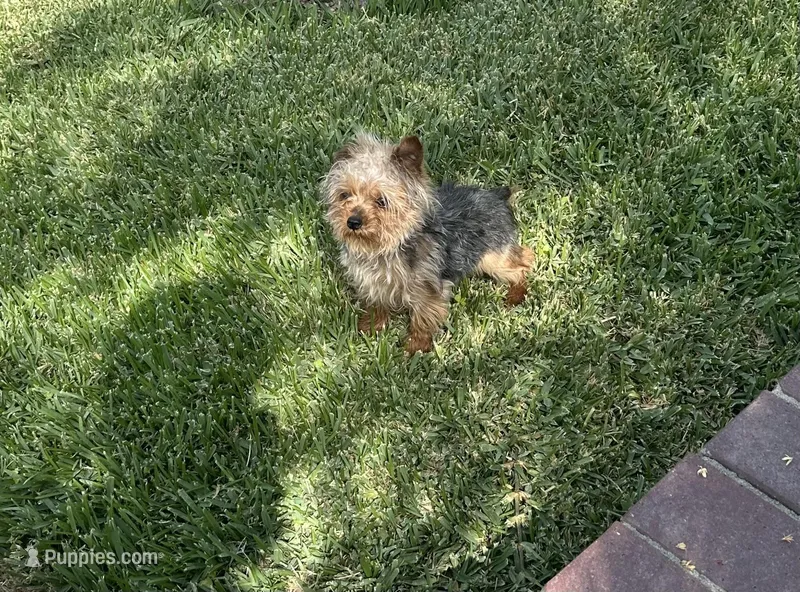 Teacup Yorkie boy  – Yorkshire Terrier puppy for sale in Riverside, CA