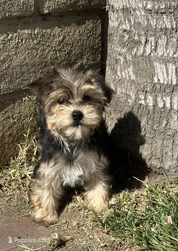 Yorkie female  – Yorkshire Terrier puppy for sale in Riverside, CA