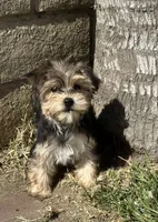 Yorkie female , a female Yorkshire Terrier for sale in Riverside, CA – 1 of 3
