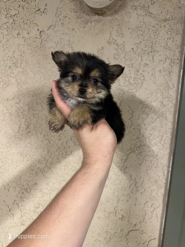 Toy/teacup porkie girl  – Pomeranian, Yorkshire Terrier puppy for sale in Riverside, CA