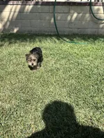Yorkie female , a female Yorkshire Terrier for sale in Riverside, CA – 3 of 3