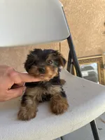 Yorkie girl , a female Yorkshire Terrier for sale in Riverside, CA – 2 of 3