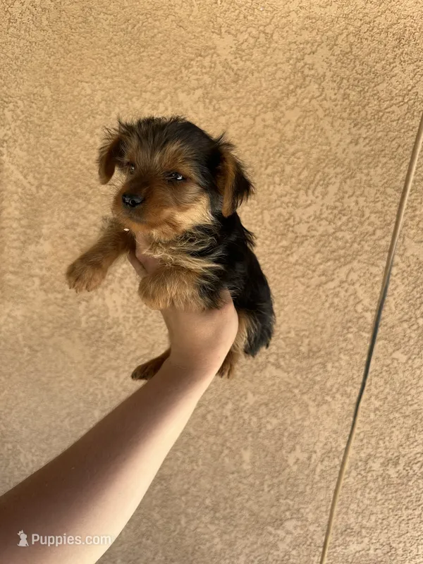 Yorkie female  – Yorkshire Terrier puppy for sale in Riverside, CA