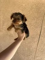 Yorkie female , a female Yorkshire Terrier for sale in Riverside, CA – 1 of 2