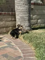 Yorkie female , a female Yorkshire Terrier for sale in Riverside, CA – 2 of 3