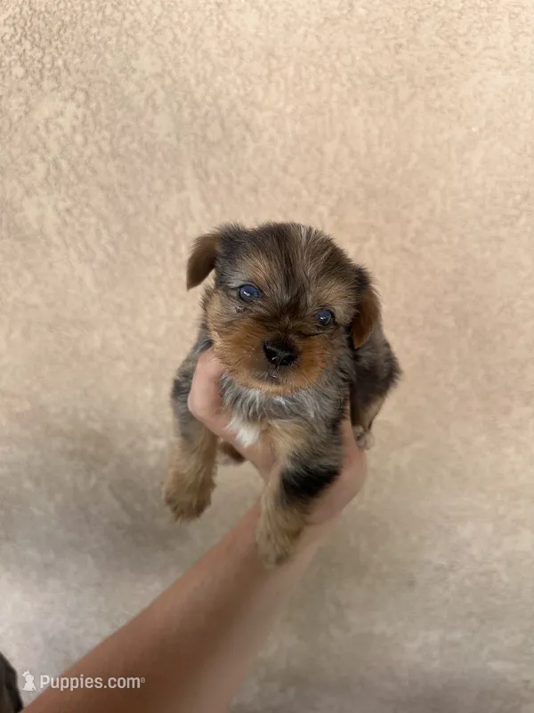 Yorkie boy Merle 3 – Yorkshire Terrier puppy for sale in Riverside, CA