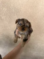 Yorkie boy Merle 3, a male Yorkshire Terrier for sale in Riverside, CA – 1 of 3