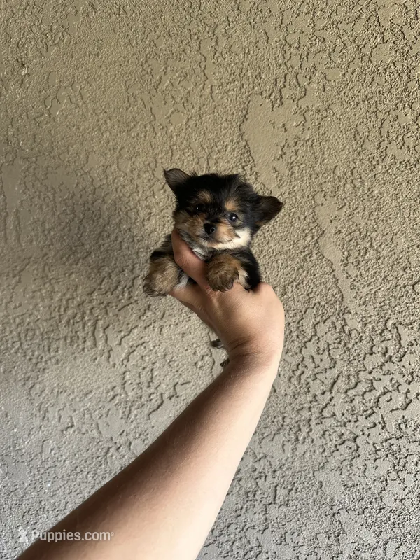 Teacup toy porkie  – Pomeranian, Yorkshire Terrier puppy for sale in Riverside, CA