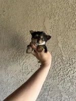 Teacup toy porkie , a female Pomeranian and Yorkshire Terrier for sale in Riverside, CA – 1 of 2