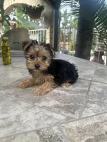 Yorkie girl , a female Yorkshire Terrier for sale in Riverside, CA – 1 of 2