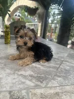 Yorkie girl , a female Yorkshire Terrier for sale in Riverside, CA – 2 of 2
