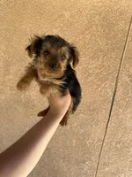 Yorkie female , a female Yorkshire Terrier for sale in Riverside, CA – 2 of 2