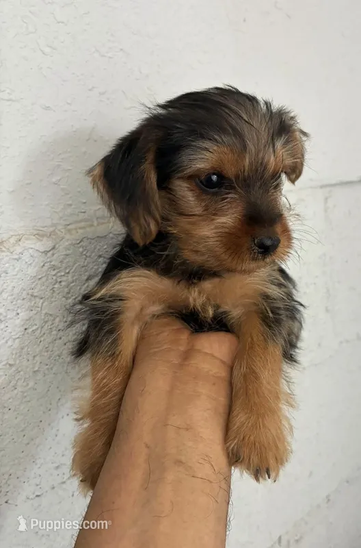 Yorkie boy  – Yorkshire Terrier puppy for sale in Riverside, CA