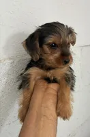 Yorkie boy , a male Yorkshire Terrier for sale in Riverside, CA – 1 of 1