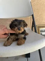 Yorkie girl , a female Yorkshire Terrier for sale in Riverside, CA – 1 of 3