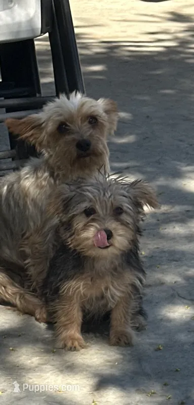 Yorkie girl  – Yorkshire Terrier puppy for sale in Riverside, CA