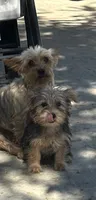 Yorkie girl , a female Yorkshire Terrier for sale in Riverside, CA – 1 of 3