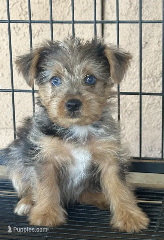 Yorkie boy merle  – Yorkshire Terrier puppy for sale in Riverside, CA