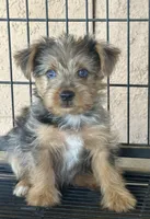 Yorkie boy merle , a male Yorkshire Terrier for sale in Riverside, CA – 1 of 1