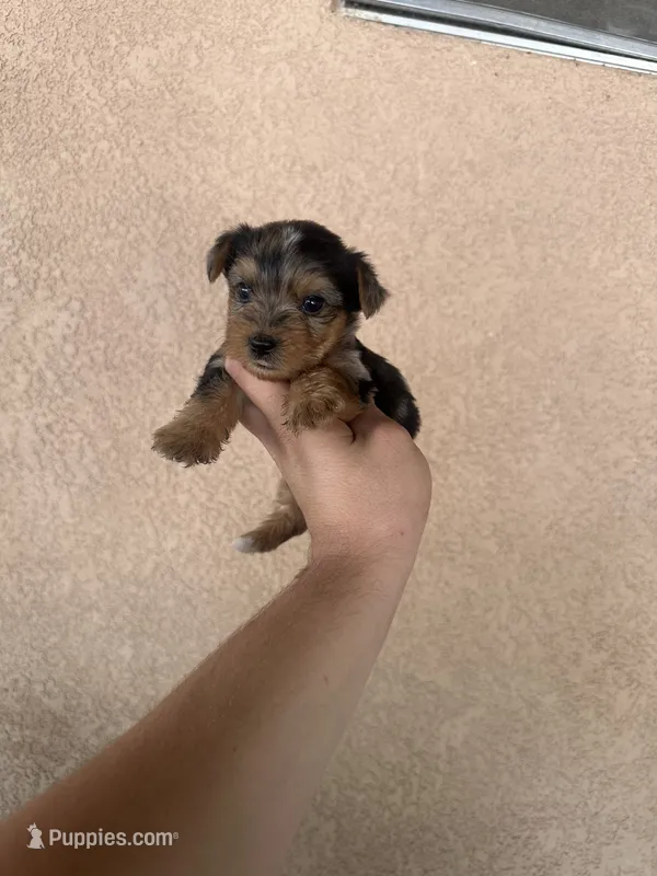 Yorkie boy Merle 2 – Yorkshire Terrier puppy for sale in Riverside, CA