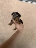 Yorkie boy Merle 2, a male Yorkshire Terrier for sale in Riverside, CA – 1 of 2
