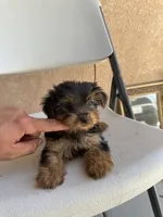 Yorkie girl , a female Yorkshire Terrier for sale in Riverside, CA – 3 of 3