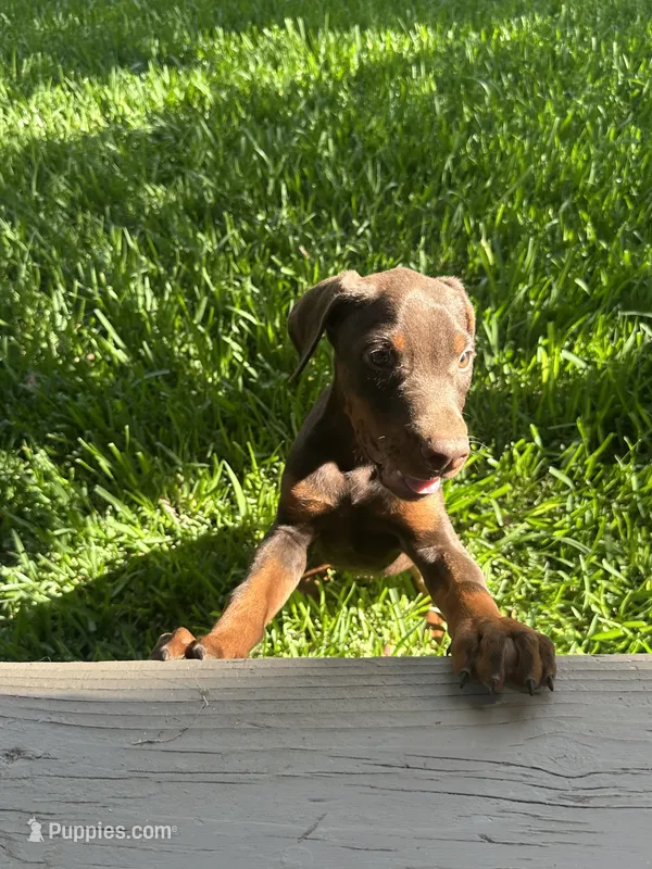 Akc European Doberman  – Doberman Pinscher puppy for sale in Riverside, CA