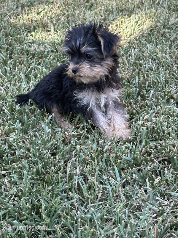 Yorkie boy  – Yorkshire Terrier puppy for sale in Riverside, CA