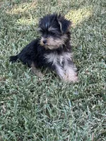 Yorkie boy , a male Yorkshire Terrier for sale in Riverside, CA – 1 of 3