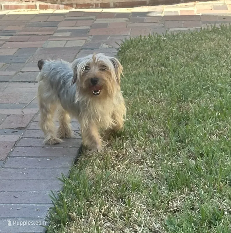 Silver and tan Yorkie female  – Yorkshire Terrier puppy for sale in Riverside, CA