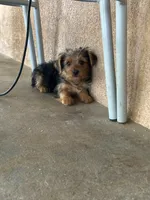 Yorkie girl , a female Yorkshire Terrier for sale in Riverside, CA – 1 of 2