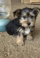 Yorkie male , a male Yorkshire Terrier for sale in Riverside, CA – 1 of 2