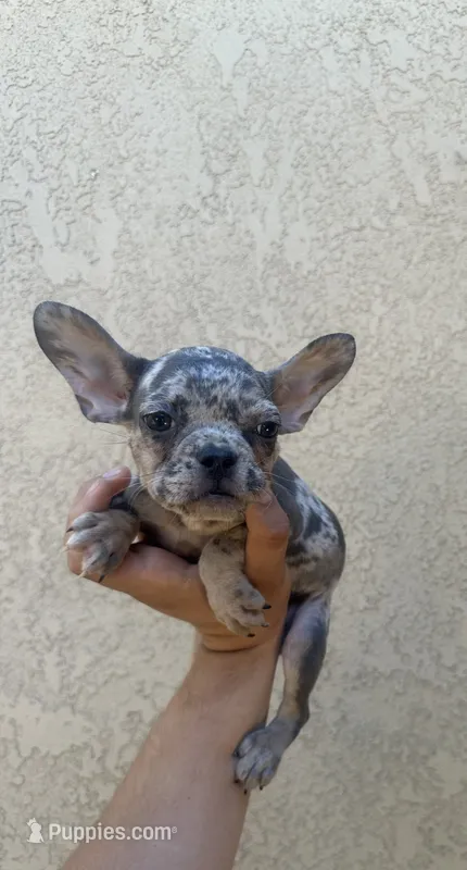 Akc Frenchbulldog  – French Bulldog puppy for sale in Riverside, CA