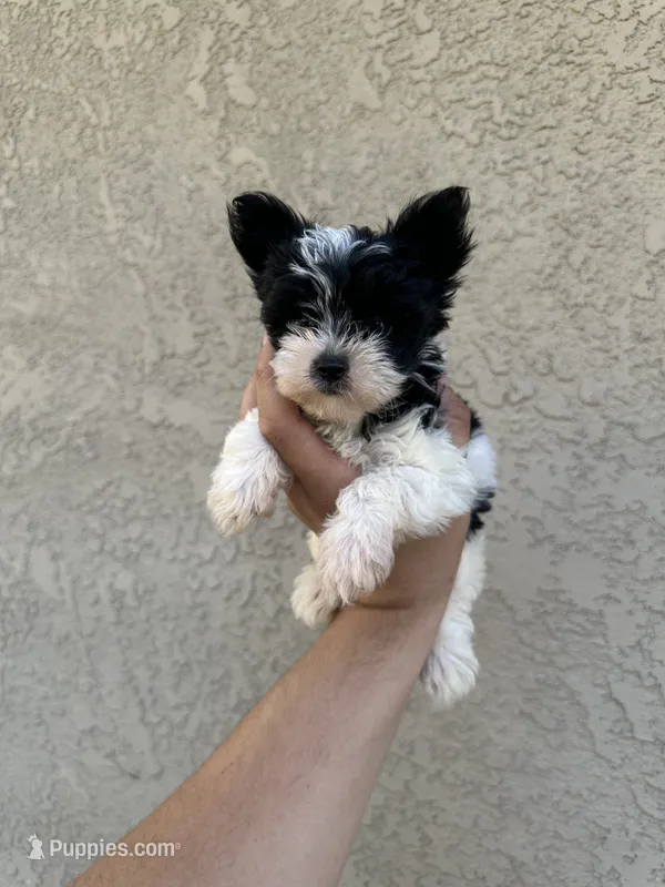 Parti teacup/toy  – Yorkshire Terrier puppy for sale in Riverside, CA