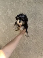 Yorkie boy , a male Yorkshire Terrier for sale in Riverside, CA – 1 of 2