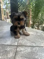 Toy Yorkie boy , a male Yorkshire Terrier for sale in Riverside, CA – 2 of 2