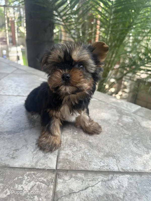 Toy Yorkie boy  – Yorkshire Terrier puppy for sale in Riverside, CA