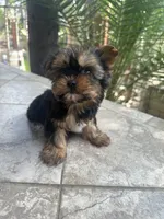 Toy Yorkie boy , a male Yorkshire Terrier for sale in Riverside, CA – 1 of 2