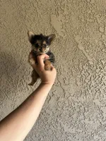 Toy/teacup porkie girl , a female Pomeranian and Yorkshire Terrier for sale in Riverside, CA – 2 of 2