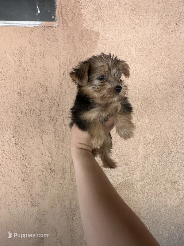 Yorkie girl  – Yorkshire Terrier puppy for sale in Riverside, CA