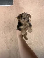 Yorkie girl , a female Yorkshire Terrier for sale in Riverside, CA – 1 of 2
