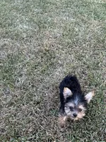 Teacup/toy boy Yorkie , a male Yorkshire Terrier for sale in Riverside, CA – 2 of 3