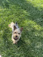 Akc Yorkie , a male Yorkshire Terrier for sale in Riverside, CA – Photo 3 of 3