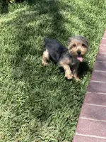 Akc Yorkie , a male Yorkshire Terrier for sale in Riverside, CA – Photo 2 of 3