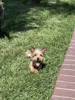 Akc Yorkie , a male Yorkshire Terrier for sale in Riverside, CA – Photo 1 of 3