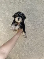Yorkie boy , a male Yorkshire Terrier for sale in Riverside, CA – 2 of 2