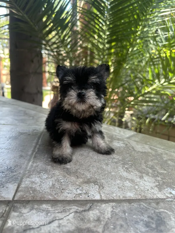 Yorkie girl tea cup  – Yorkshire Terrier puppy for sale in Riverside, CA