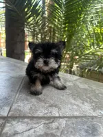 Yorkie girl tea cup , a female Yorkshire Terrier for sale in Riverside, CA – 2 of 3