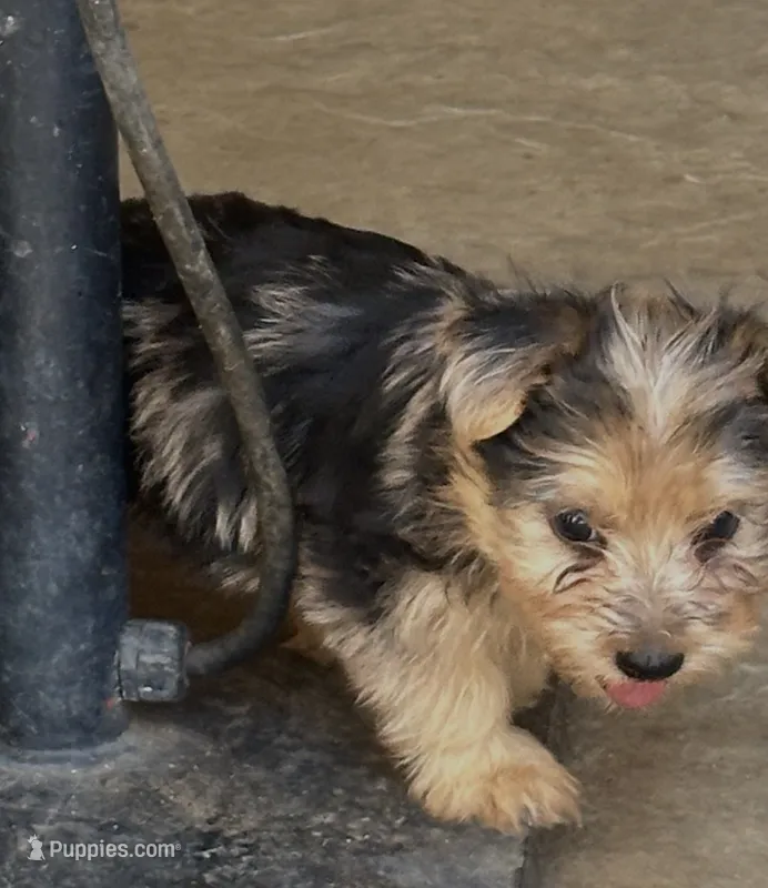 Yorkie boy  – Yorkshire Terrier puppy for sale in Riverside, CA