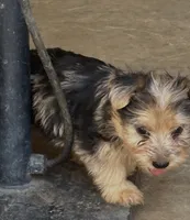 Yorkie boy , a male Yorkshire Terrier for sale in Riverside, CA – 1 of 2
